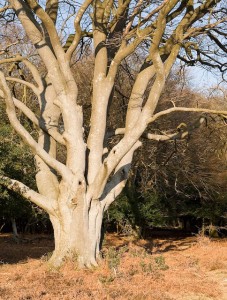 Pollarded_beech_tree_on_edge_of_Winding_Stonard_-_geograph.org.uk_-_707602
