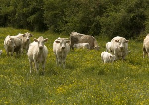 Cattle with calves in lush flowery pasture with buttercups.